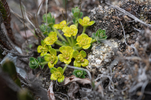 Euphorbia stracheyi, photograph 1