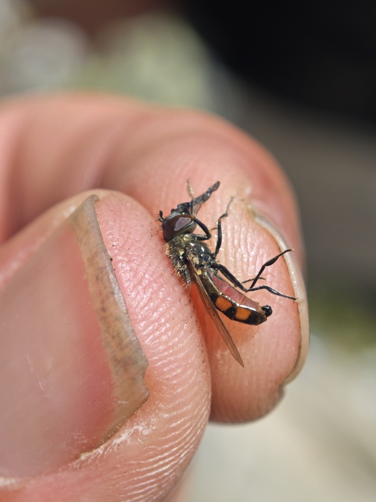 Platycheirus melanopsis