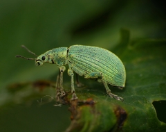 Polydrusus planifrons