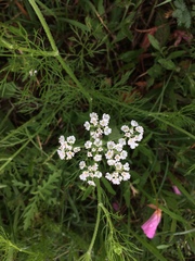Bifora americana