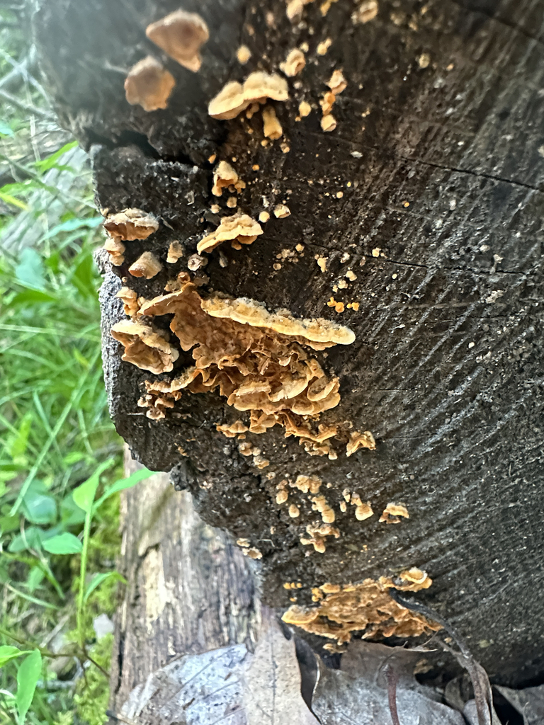 crowded parchment · July 2026 · photo: Photo: (c) Richard Jacob, some rights reserved (CC BY) · iNaturalist