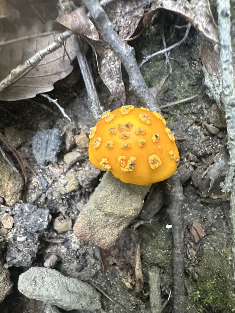 Yellow Patches · July 2026 · photo: Photo: (c) Richard Jacob, some rights reserved (CC BY) · iNaturalist
