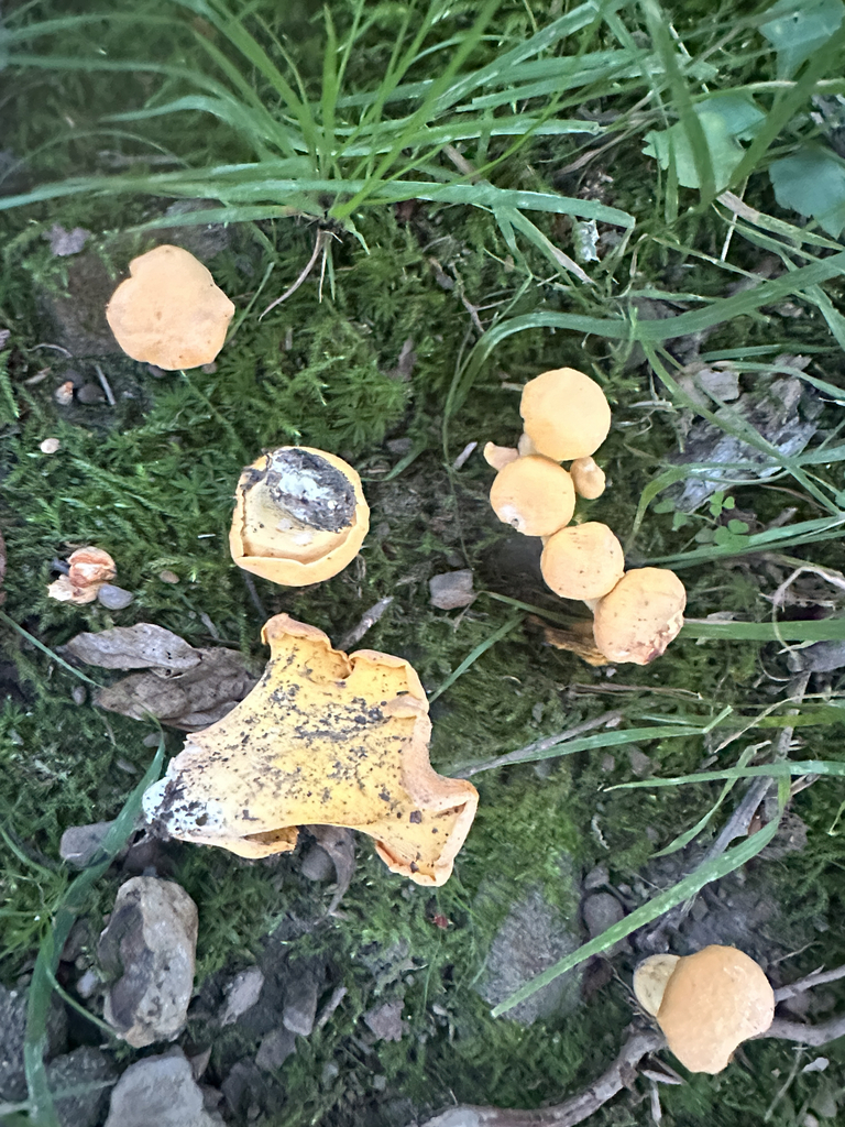 Cantharellus flavolateritius