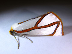Thalaina angulosa