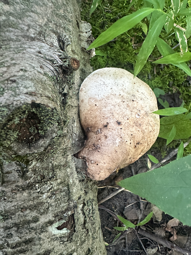 birch polypore · July 2026 · photo: Photo: (c) Richard Jacob, some rights reserved (CC BY) · iNaturalist