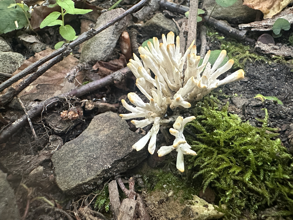 jellied false coral fungus · July 2026 · photo: Photo: (c) Richard Jacob, some rights reserved (CC BY) · iNaturalist