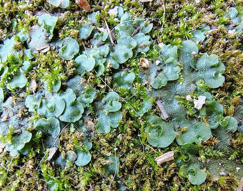 Crescent-cup liverwort
