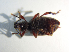 Otiorhynchus cribricollis