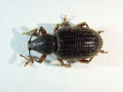 Otiorhynchus cribricollis