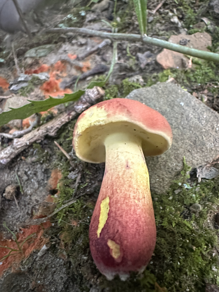 two-colored bolete · July 2026 · photo: Photo: (c) Richard Jacob, some rights reserved (CC BY) · iNaturalist
