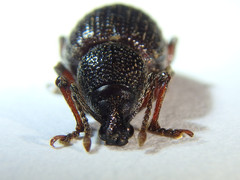 Otiorhynchus cribricollis