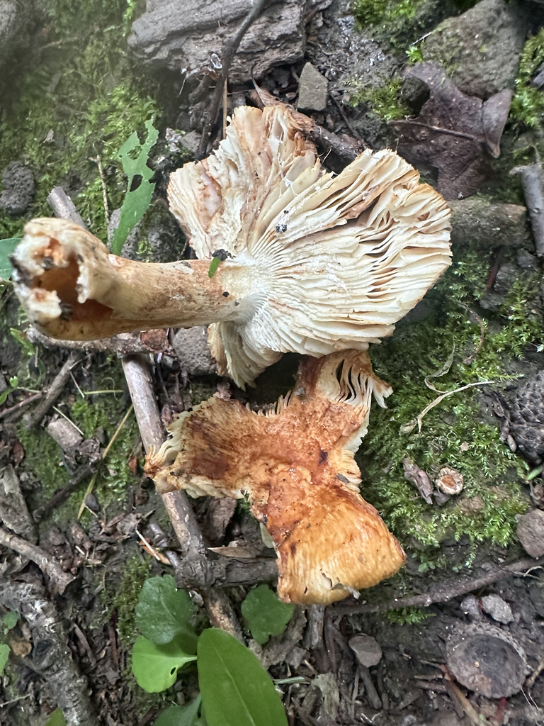 Almond-scented Russula · July 2026 · photo: Photo: (c) Richard Jacob, some rights reserved (CC BY) · iNaturalist