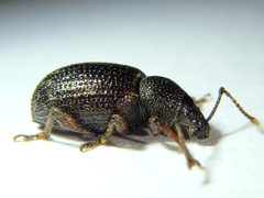 Otiorhynchus cribricollis