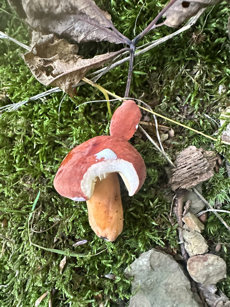 Weeping Milk Cap · July 2026 · photo: Photo: (c) Richard Jacob, some rights reserved (CC BY) · iNaturalist