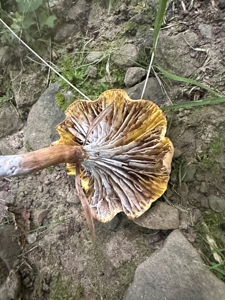 Golden Gilled Bolete · July 2026 · photo: Photo: (c) Richard Jacob, some rights reserved (CC BY) · iNaturalist