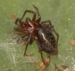Agelena labyrinthica