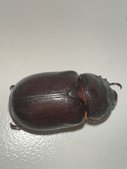 (c) Евгений Рыбальченко, some rights reserved (CC BY) European Rhinoceros Beetle