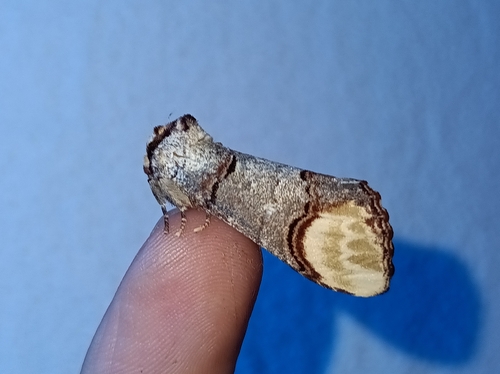Buff-tip