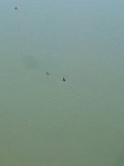 Tachybaptus ruficollis