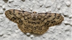 Idaea libycata