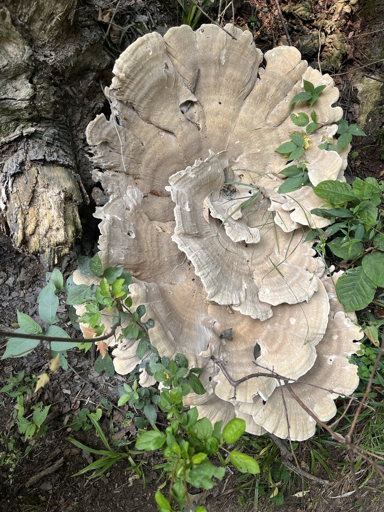 Berkeley's Polypore · July 2026 · photo: Photo: no rights reserved · iNaturalist