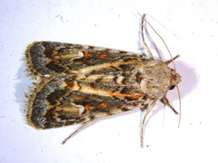 Proteuxoa florescens