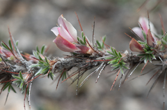 Caragana jubata, photograph (c) Morten Ross, some rights reserved (CC BY)