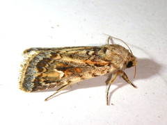 Proteuxoa florescens