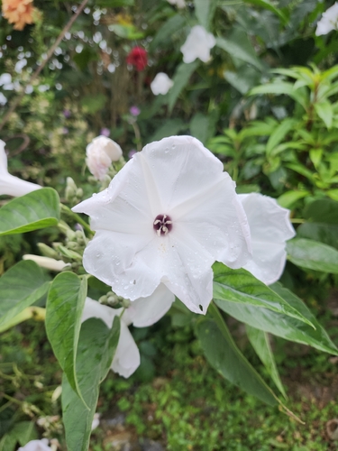 Ipomoea carnea fistulosa
