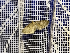 Eupithecia dodoneata