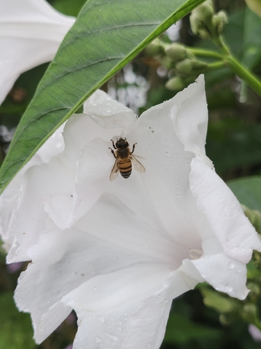 Western Honey Bee