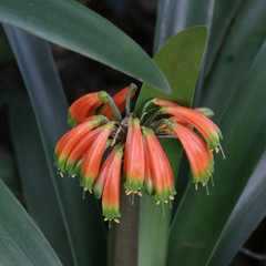 Clivia gardenii