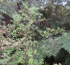 Geniostoma ligustrifolium ligustrifolium