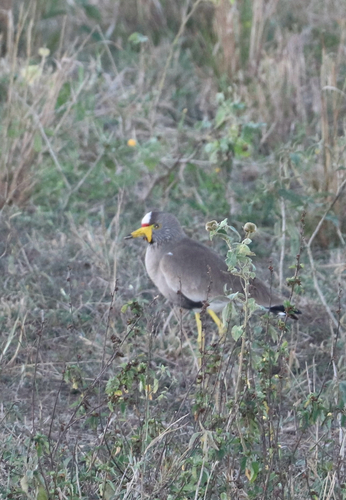 iNaturalist: (c) Andrienette Fourie, some rights reserved (CC BY-NC), uploaded by Andrienette Fourie iNaturalist image