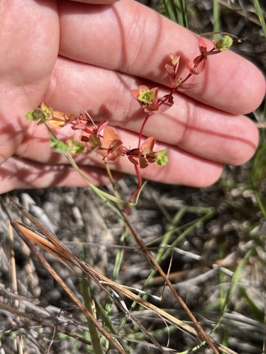 Euphorbia spathulata