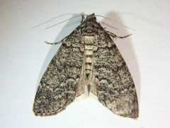 Smyriodes trigramma