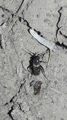 Spanagonicus albofasciatus