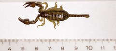 Euscorpius tergestinus