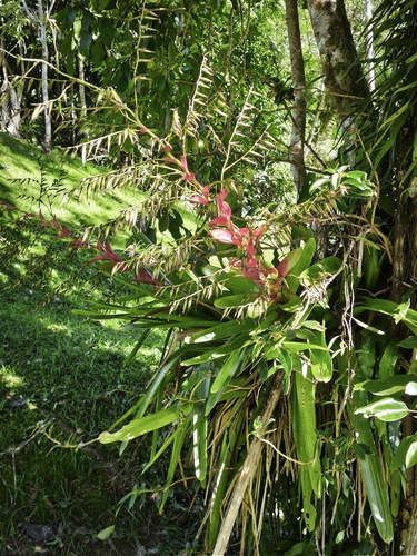 Vriesea philippocoburgi, photograph 2