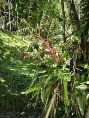 Vriesea philippocoburgi, photograph (c) Cristiane Colodel, some rights reserved (CC BY)