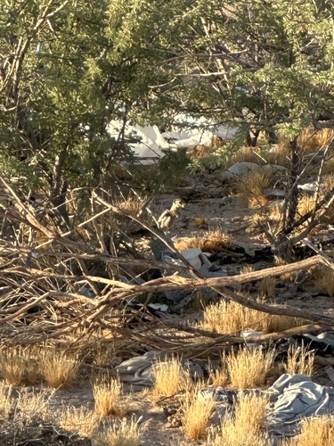 White-tailed Antelope Squirrel observed by possiblybuddha