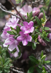 Lonicera rupicola