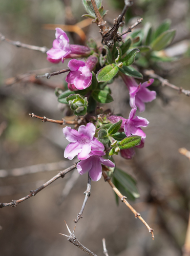 Lonicera rupicola, photograph 2