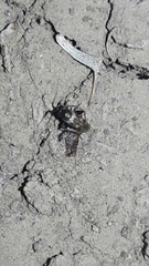 Spanagonicus albofasciatus