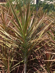 Dracaena reflexa angustifolia