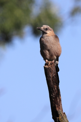 Eurasian Jay
