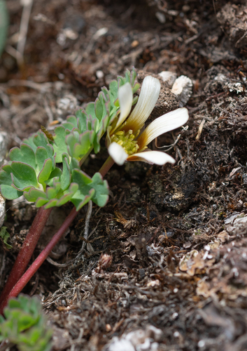 Callianthemum pimpinelloides