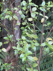 Geniostoma ligustrifolium ligustrifolium