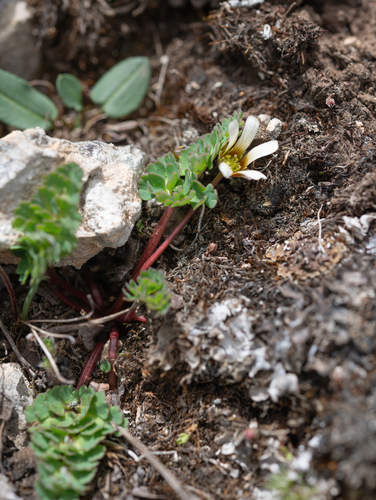 Callianthemum pimpinelloides, photograph 1