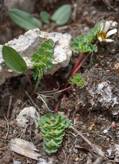 Callianthemum pimpinelloides, photograph Morten Ross, CC BY, iNaturalist via GBIF